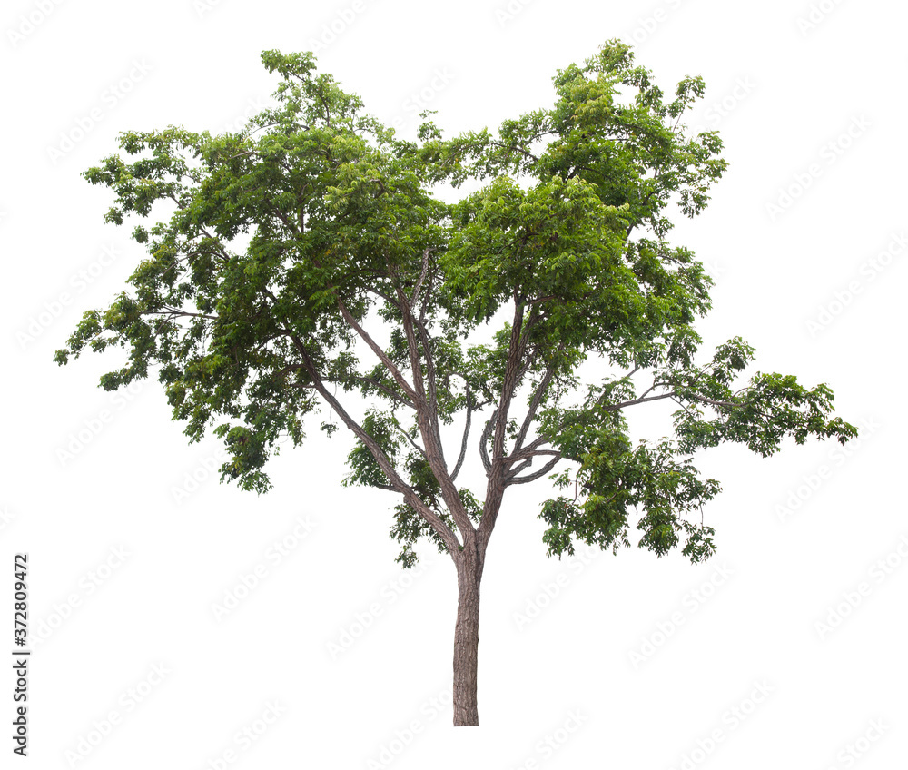 Obraz premium Beautiful green tree isolated on white.