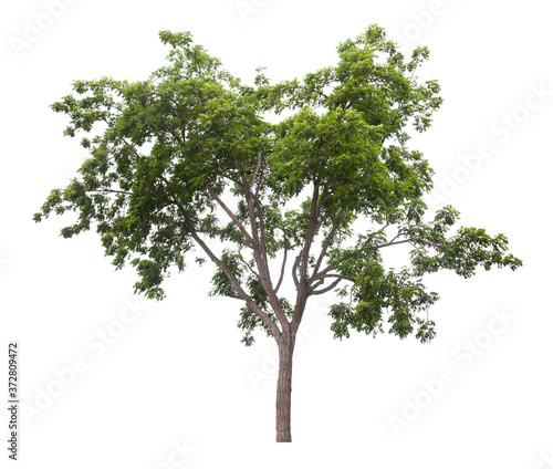 Beautiful green tree isolated on white.