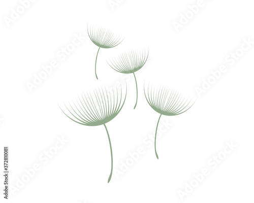 Flying dandelion flowers vector