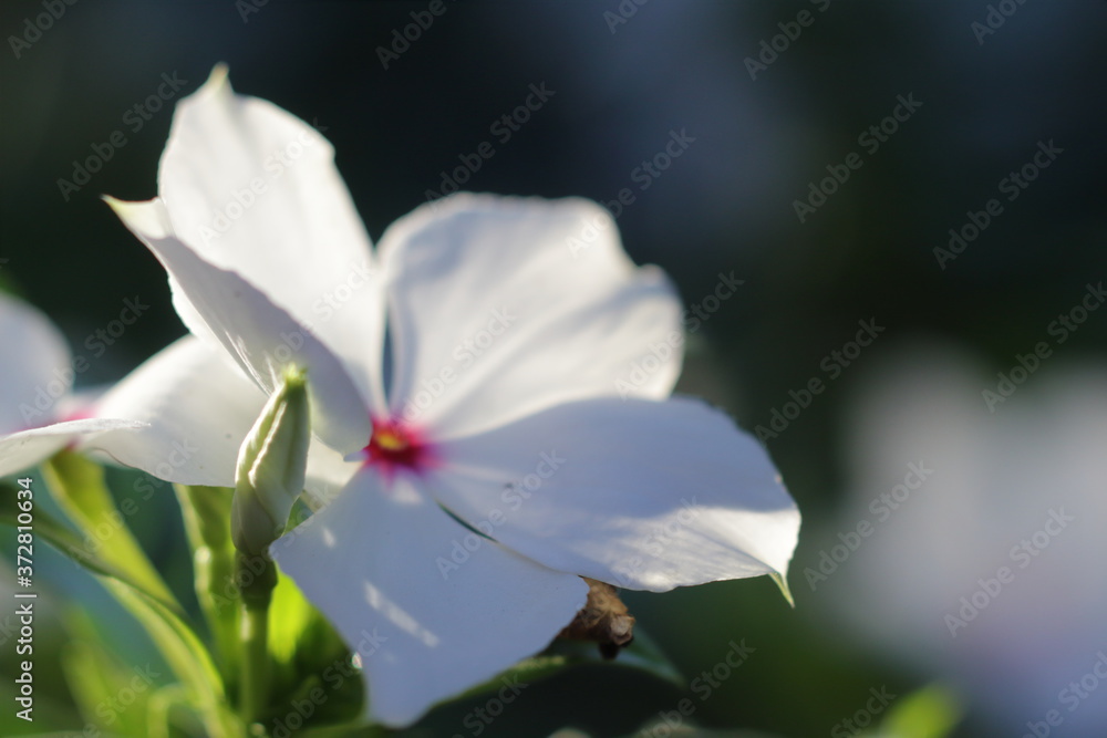 Fototapeta premium white flower with red middle