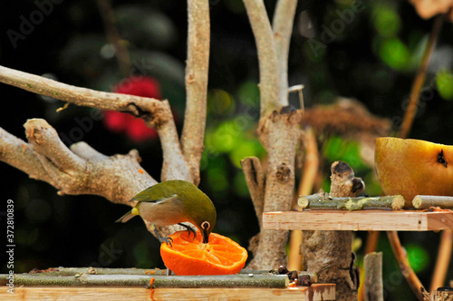 餌台の餌をついばむメジロと背景の椿