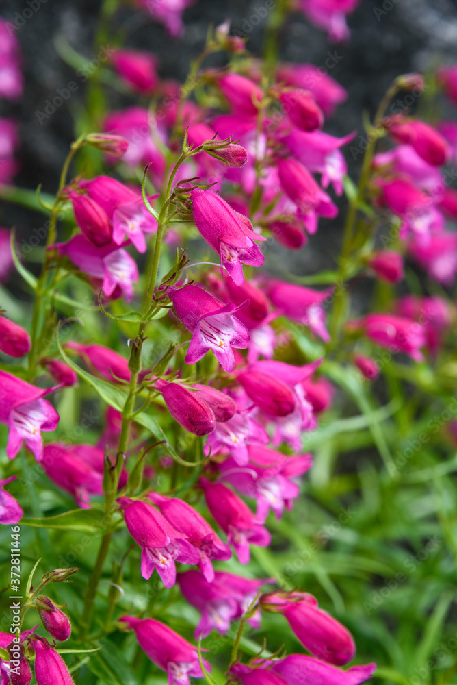 Pink blooming Beardtongue in a garden, as a nature background
Pink blooming Beardtongue in a garden, as a nature background