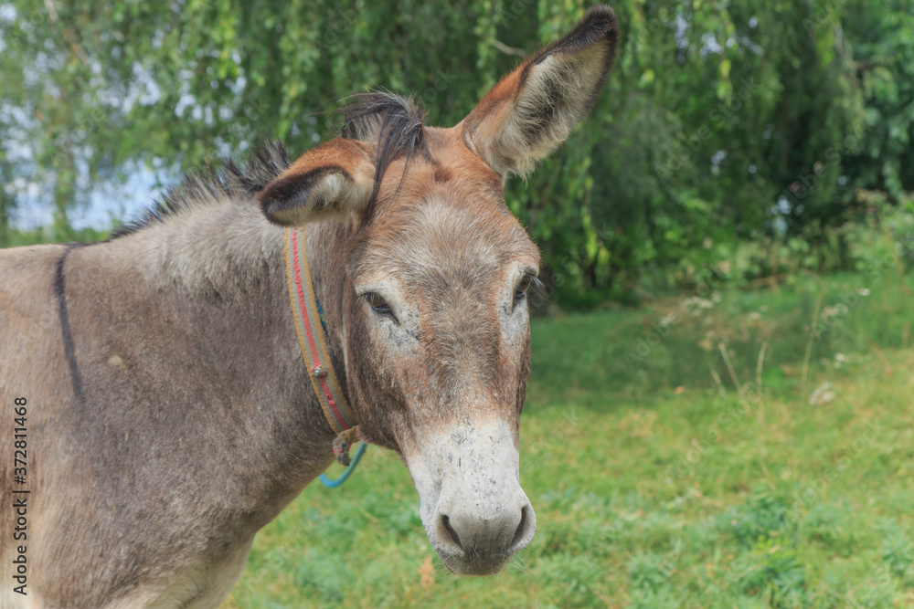 close-up portrait of a donkey tied to a tree