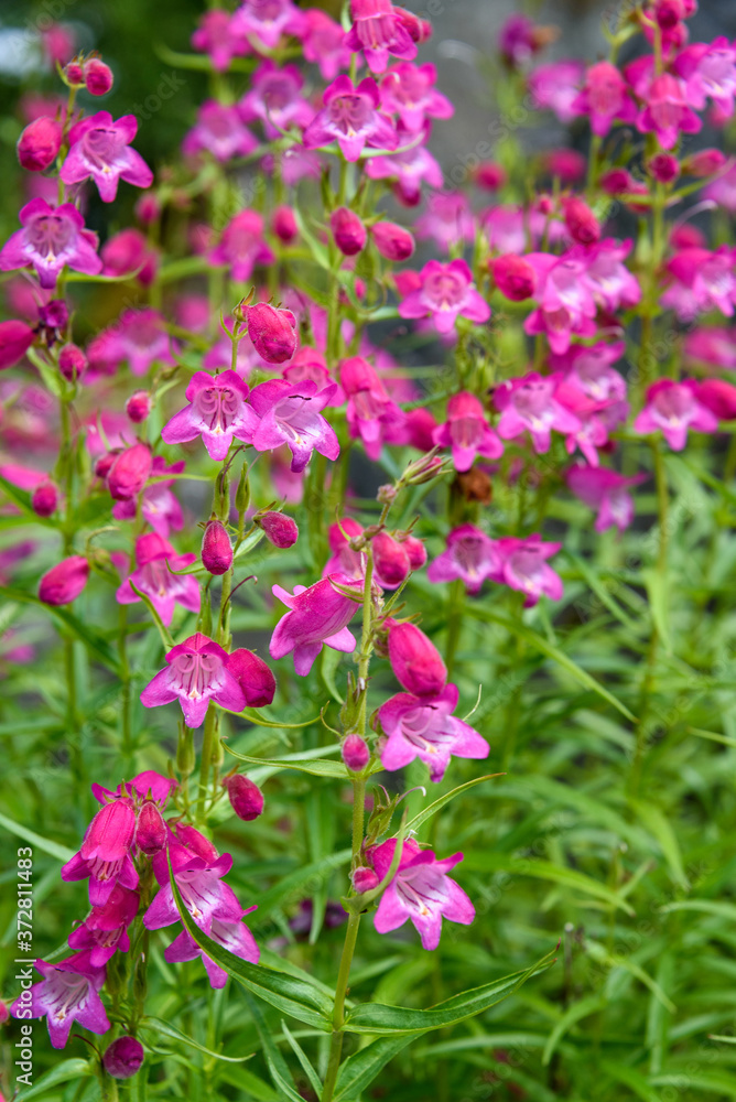 Pink blooming Beardtongue in a garden, as a nature background
