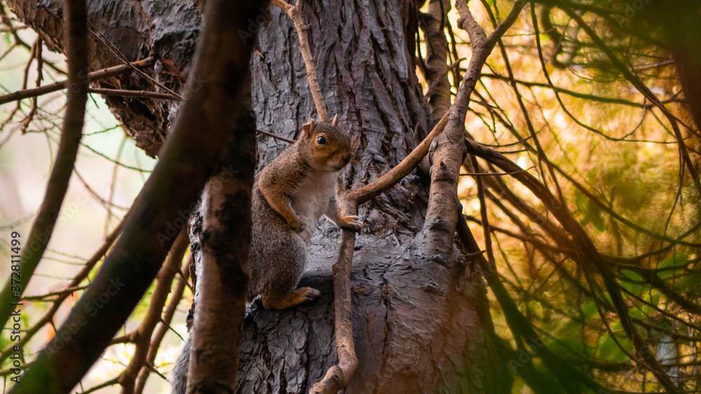 Squirrel Sitting On Tree