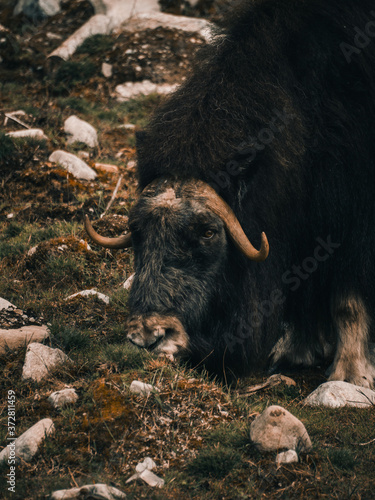 muskox eating in the forest