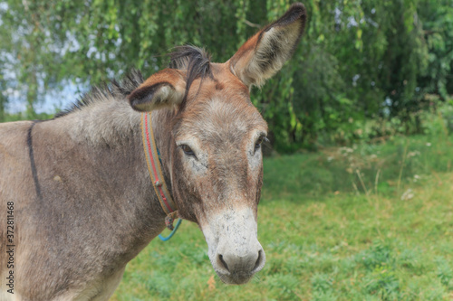 close-up portrait of a donkey tied to a tree