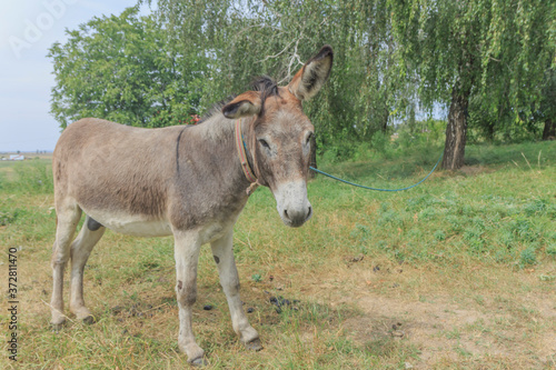 donkey close-up tied to a tree    © Andrei