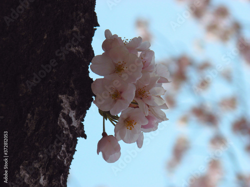 Cherry Blossoms in Korea