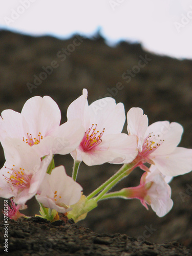 Cherry Blossoms blooming