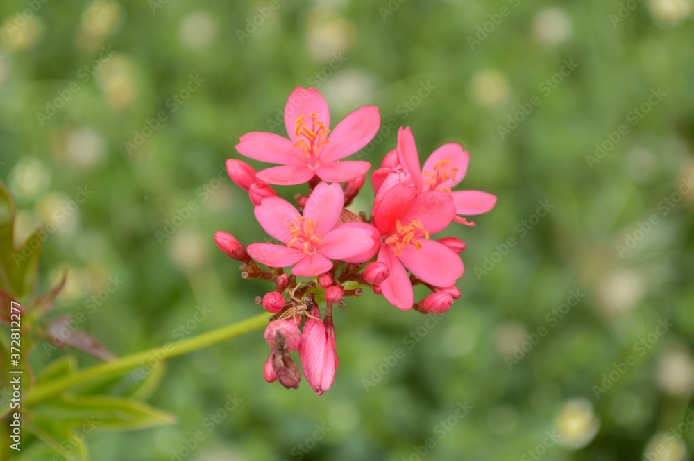 Fototapeta premium Jatropha integerrima flower in nature garden