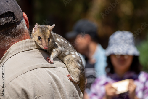 Eastern quoll (Dasyurus viverrinus) on the shoulder of its keeper photo