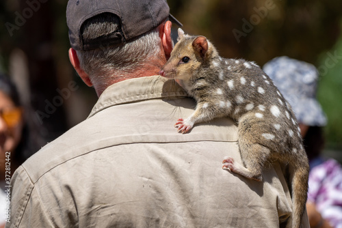 Eastern quoll (Dasyurus viverrinus) on the shoulder of its keeper photo