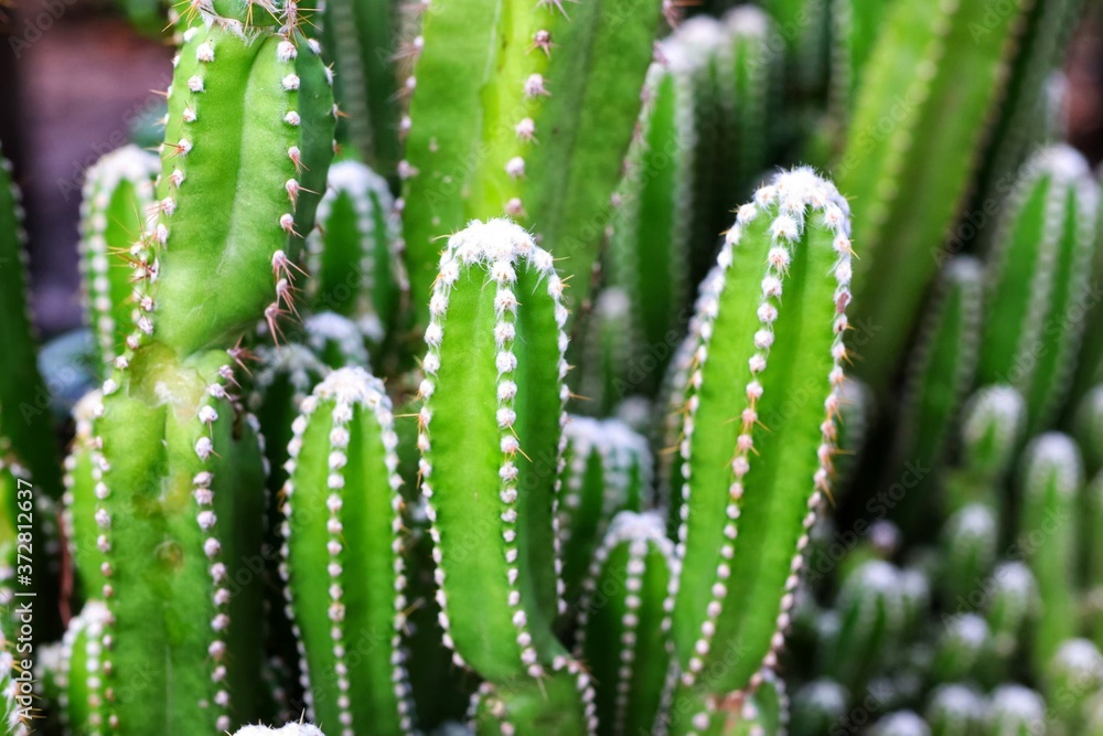 cactus in the desert cactus in the desert