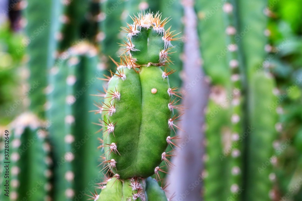 close up of cactus close up of cactus