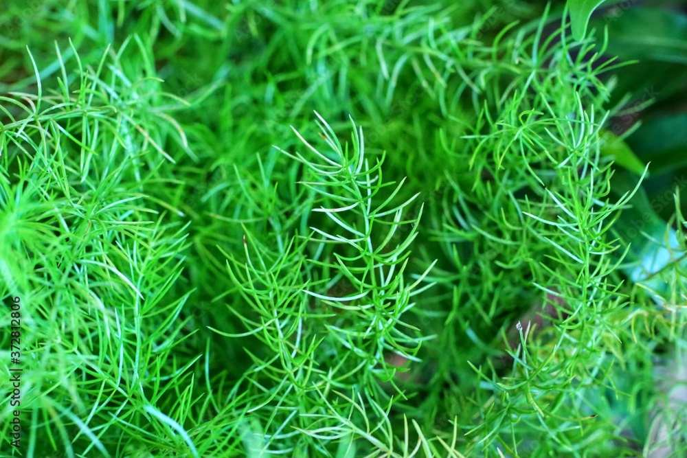 green grass background green grass background