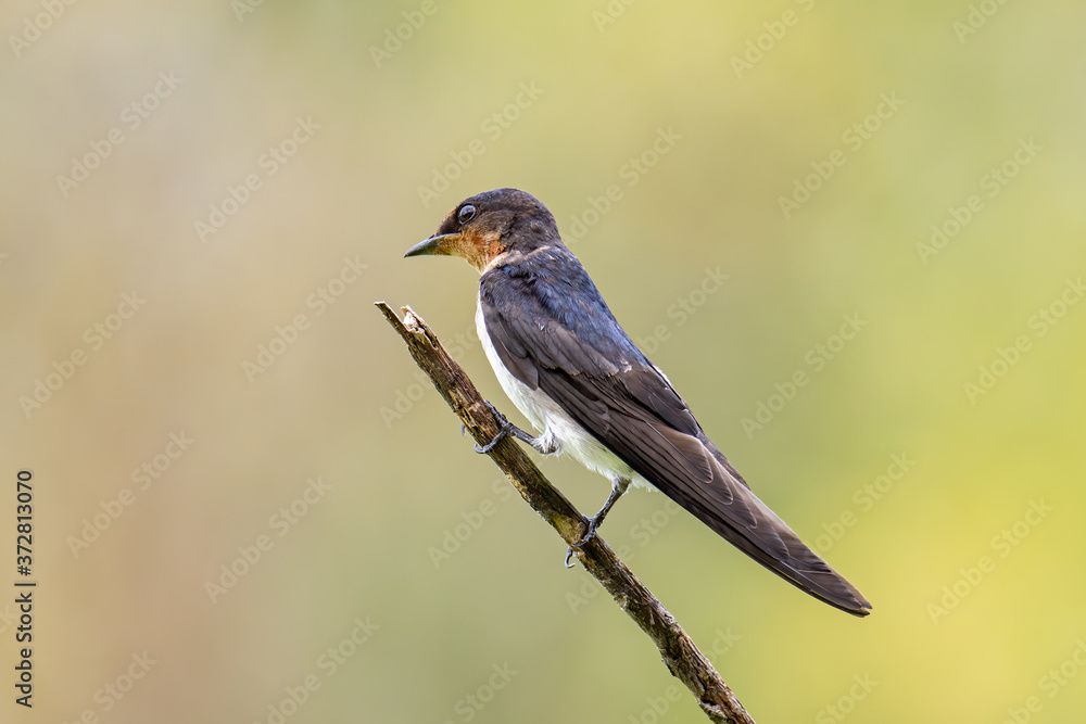 close-up of Pacific swallow bird standing on branch with nature green background close-up of Pacific swallow bird standing on branch with nature green background