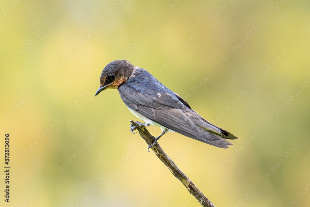 close-up of Pacific swallow bird standing on branch with nature green background