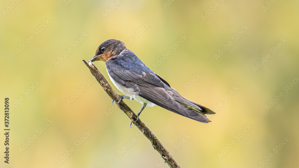 close-up of Pacific swallow bird standing on branch with nature green background close-up of Pacific swallow bird standing on branch with nature green background