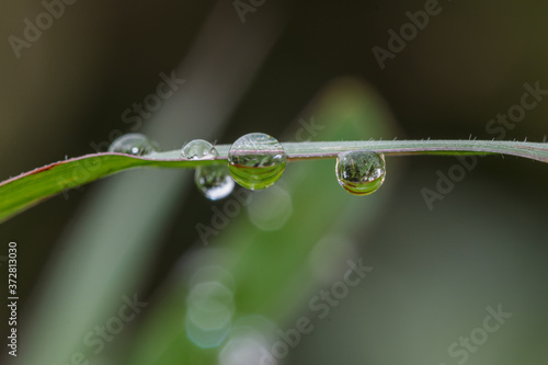Dew drops on green leaf. meadow grass in drops rain, nature background. From pure water