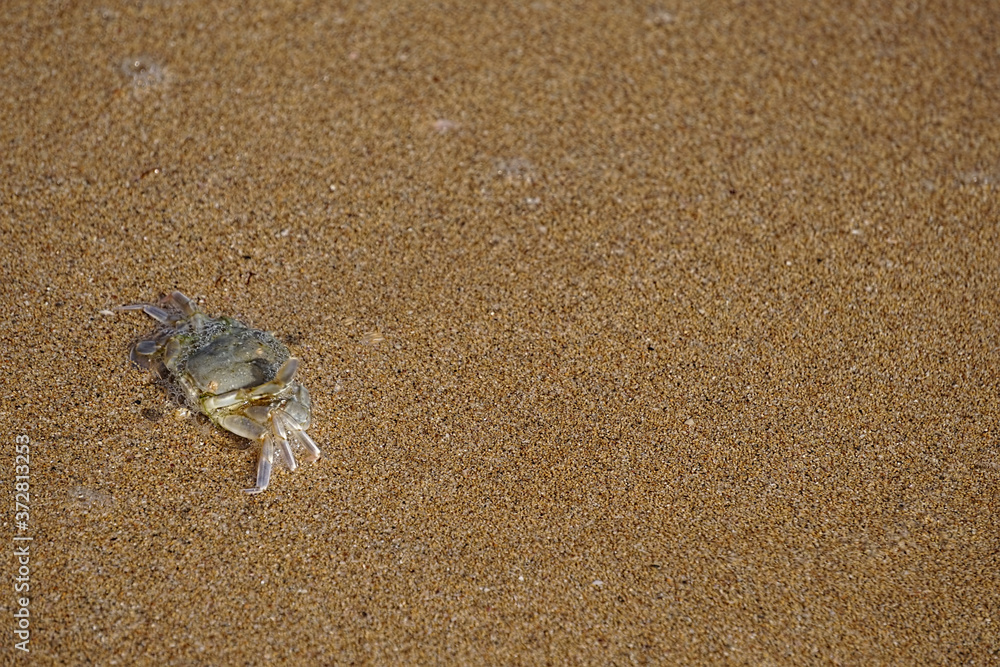 Natural background with a small crab Natural background with a small crab