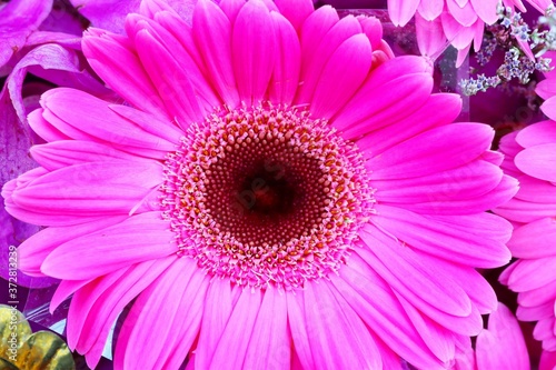 pink gerbera flower