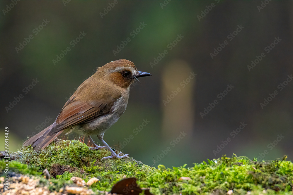 Nature wildlife bird Bornean Shade dweller on deep green jungle in Sabah, Borneo Nature wildlife bird Bornean Shade dweller on deep green jungle in Sabah, Borneo