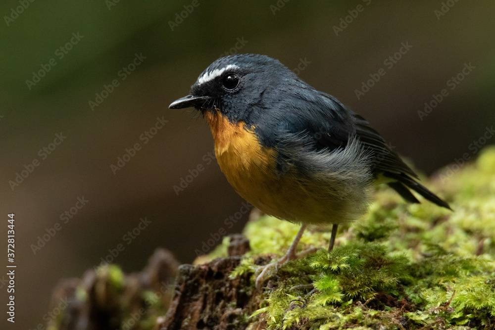 Nature wildlife bird species of Snowy browed flycatcher perch on branch which is found in Borneo, Sabah,Malaysia. Nature wildlife bird species of Snowy browed flycatcher perch on branch which is found in Borneo, Sabah,Malaysia.