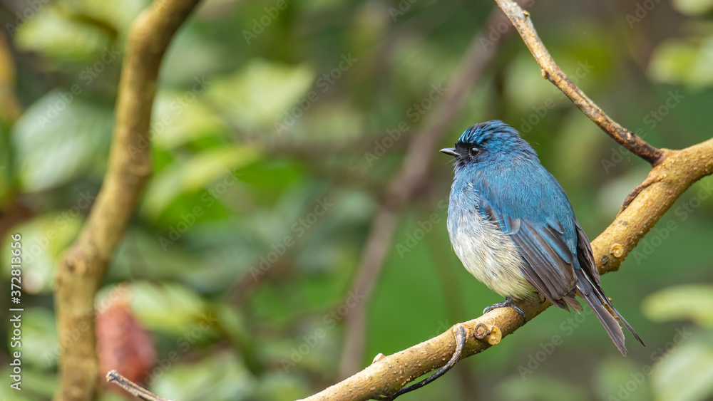 Beautiful blue color bird known as Indigo Flycatcher (Eumyias Indigo) on perch at nature habits in Sabah, Borneo Beautiful blue color bird known as Indigo Flycatcher (Eumyias Indigo) on perch at nature habits in Sabah, Borneo