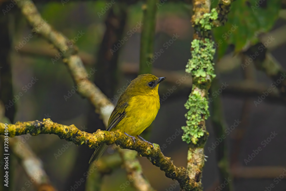 Nature wildlife bird Bornean whistler (Pachycephala hypoxantha), or Bornean mountain whistler perch on branch Nature wildlife bird Bornean whistler (Pachycephala hypoxantha), or Bornean mountain whistler perch on branch