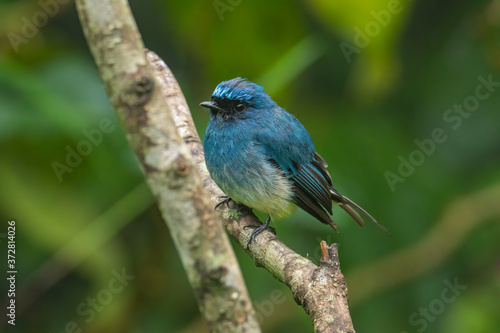 Beautiful blue color bird known as Indigo Flycatcher (Eumyias Indigo) on perch at nature habits in Sabah, Borneo