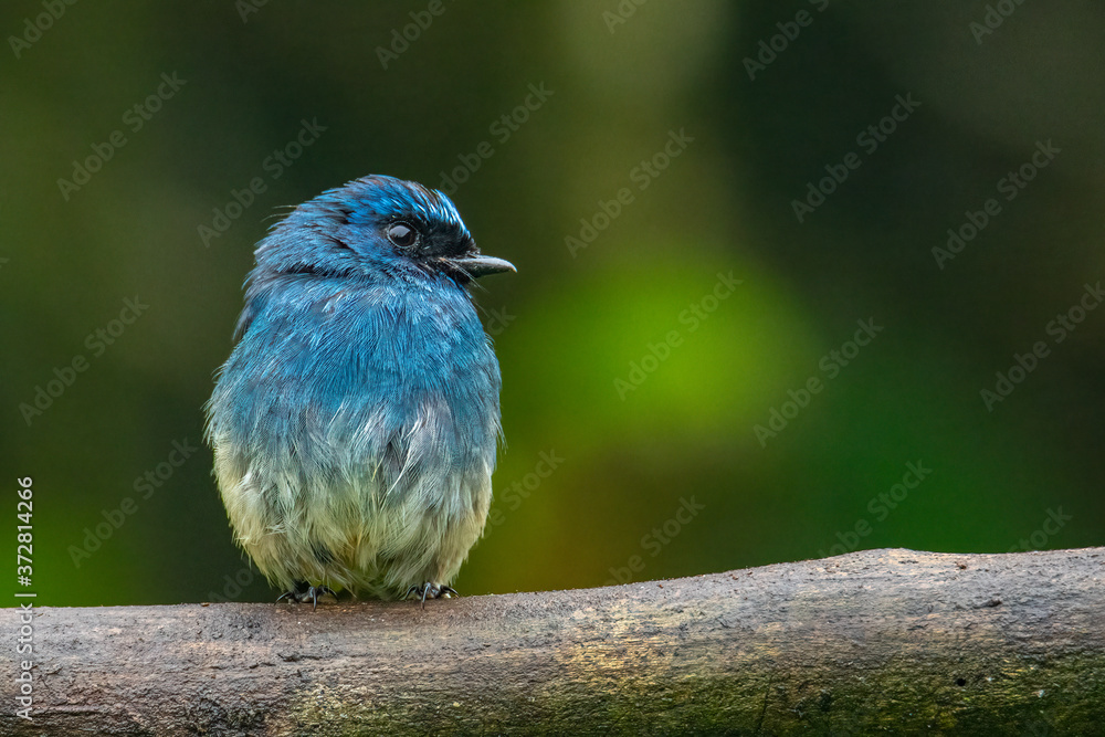 Obraz premium Beautiful blue color bird known as Indigo Flycatcher (Eumyias Indigo) on perch at nature habits in Sabah, Borneo