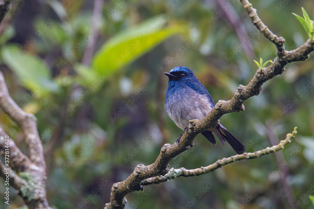 Obraz premium Beautiful blue color bird known as Indigo Flycatcher (Eumyias Indigo) on perch at nature habits in Sabah, Borneo
