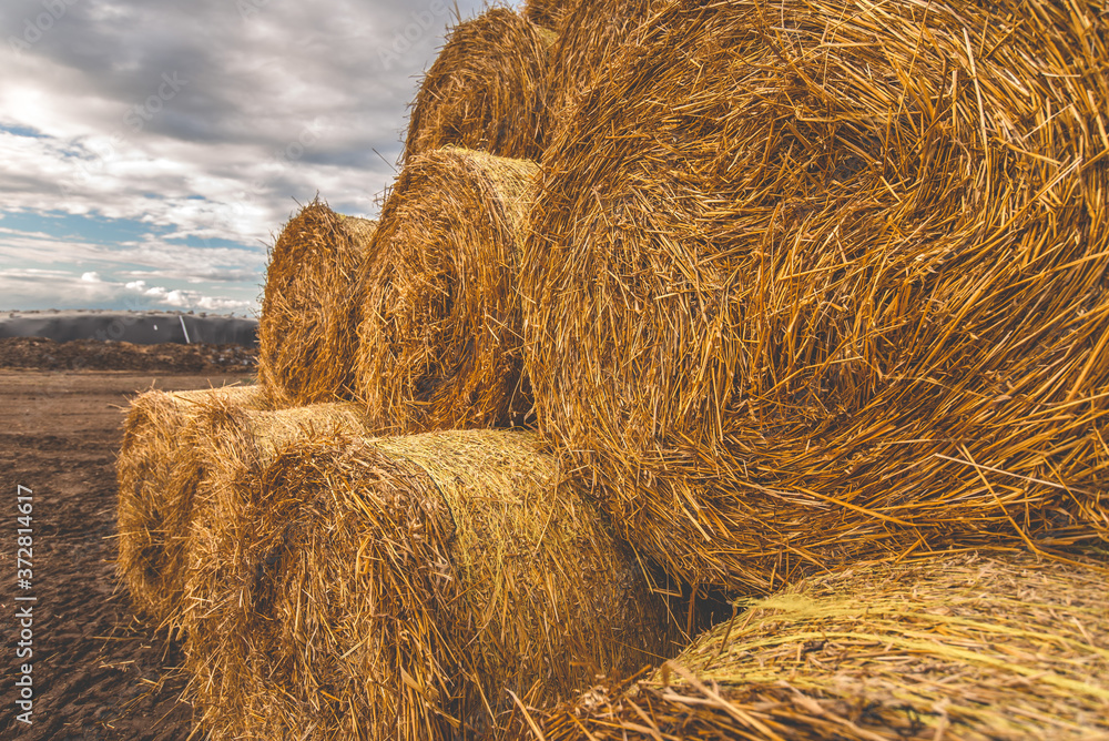 rows of yellow hay rolls close up rows of yellow hay rolls close up