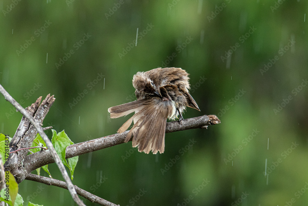 Nature wildlife bird Yellow-vented bulbul isolated on green background during raining Nature wildlife bird Yellow-vented bulbul isolated on green background during raining