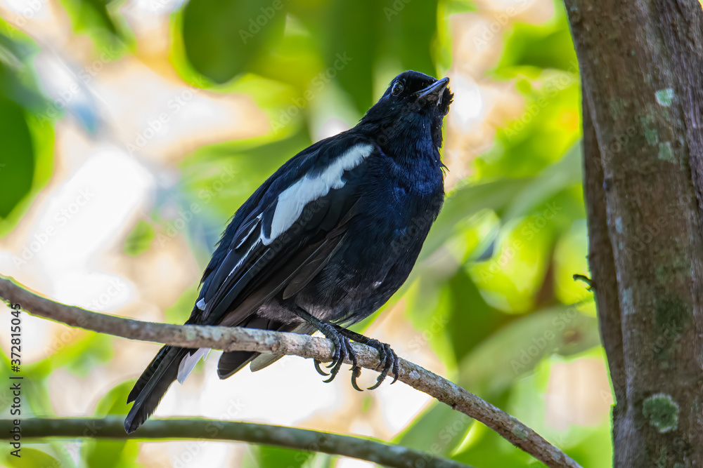 Nature wildlifd bird of Orintal Magpie-robin on perch Nature wildlifd bird of Orintal Magpie-robin on perch