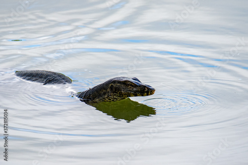Nature wildlife image of Lizard monitor on a lake