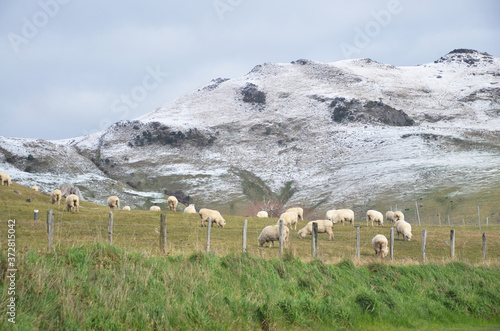 On the way to the most French town in New Zealand, Akaroa during winter time, with sheep around the mountain.