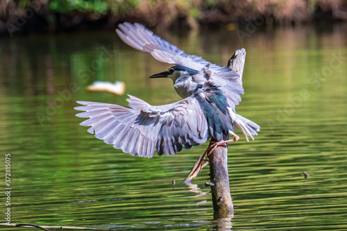 Black-crowned night heron bird in real nature in Sabah, Borneo photo