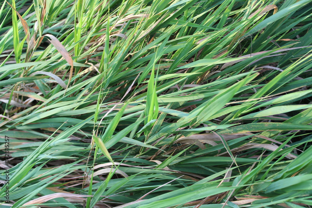 green grass in the wind green grass in the wind