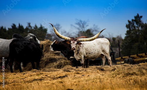 Watusi