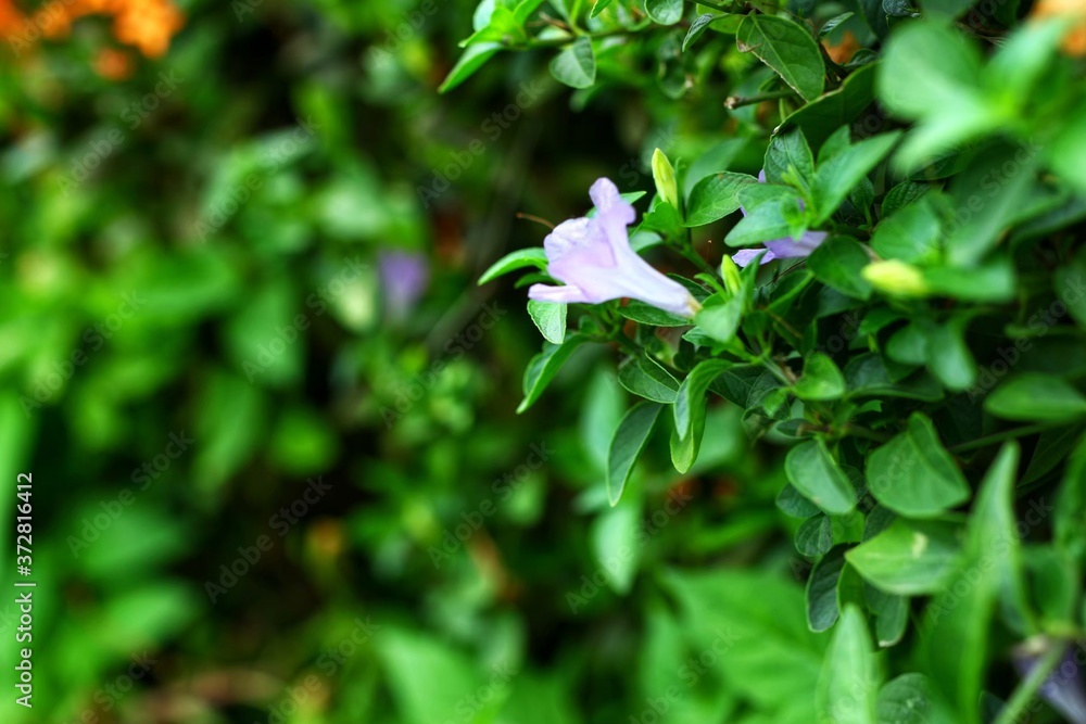 Fototapeta premium white flowers in the forest