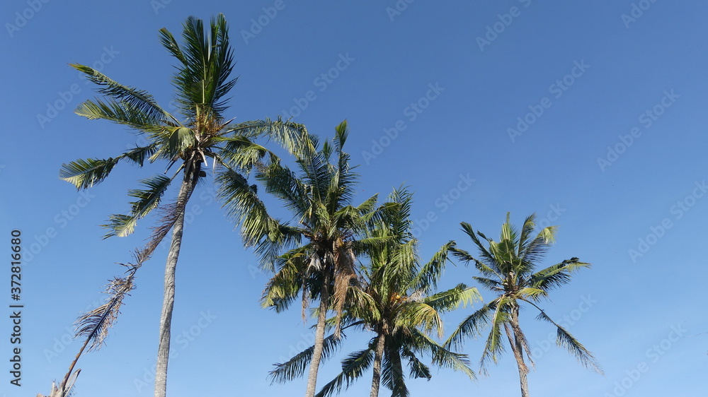 Sunbathing palm trees surrounded by blue sky Sunbathing palm trees surrounded by blue sky