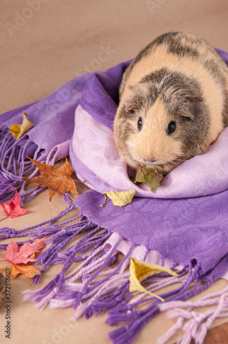 A beige American Guinea pig sits on a lilac scarf and autumn leaves