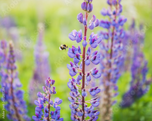 lavender flowers close up