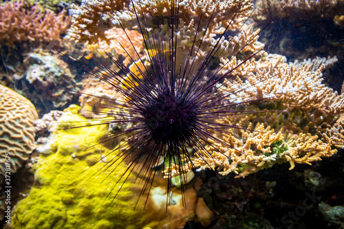 Closeup shot of a sea urchin on the coral reef background photo