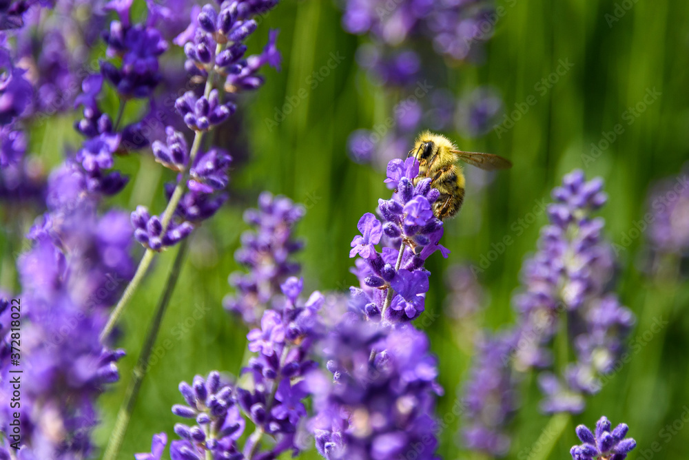 Purple flowers of English Lavender blooming on a sunny day, honeybee pollinating
Purple flowers of English Lavender blooming on a sunny day, honeybee pollinating