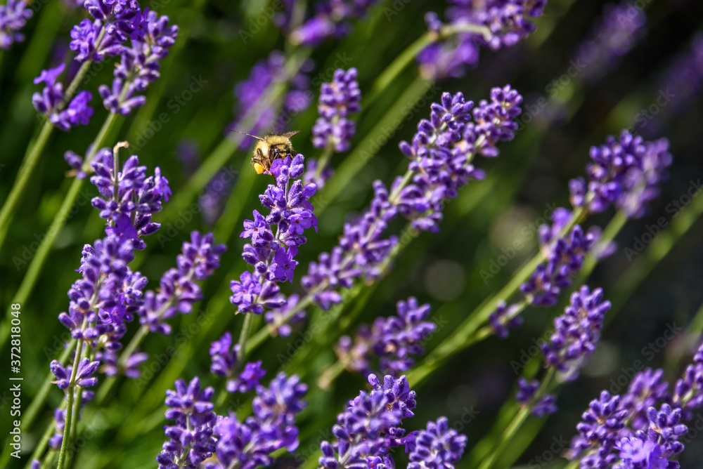 Purple flowers of English Lavender blooming on a sunny day, honeybee pollinating
Purple flowers of English Lavender blooming on a sunny day, honeybee pollinating