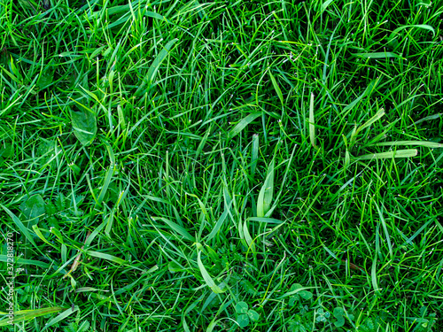 green grass close up. lawn with green grass. variety of leaves and herbs