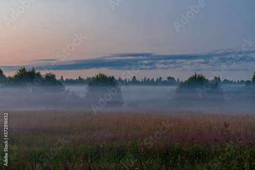 Foggy evening in the forest, Pskov region, Russia